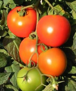 Tomato apollo