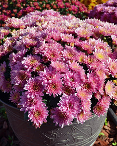 Garden mum Melissa pink