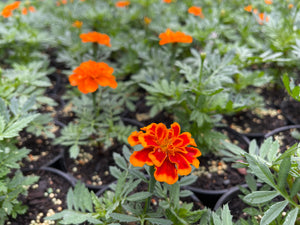 Marigold bonanza mix