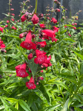 Load image into Gallery viewer, Penstemon cha cha red