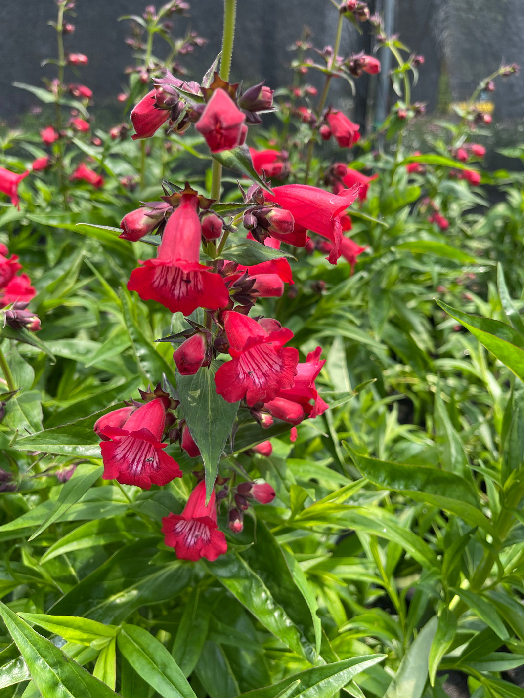 Penstemon cha cha red