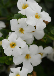 Bacopa white flowering