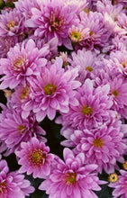 Load image into Gallery viewer, Garden mum Melissa pink