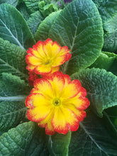 Load image into Gallery viewer, Polyanthus