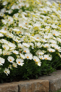 African daisy, osteospermum white lightning