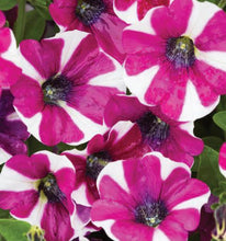 Load image into Gallery viewer, Petunia hot lips