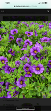 Load image into Gallery viewer, Calibrachoa calipetite blue