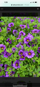 Calibrachoa calipetite blue