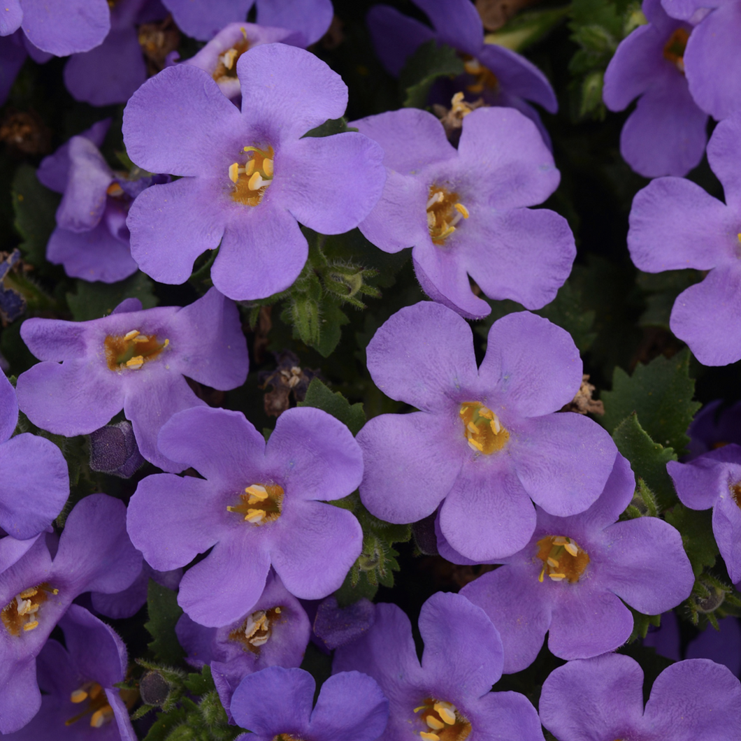 Bacopa blue flowering