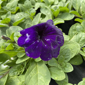 Petunia rambling mix