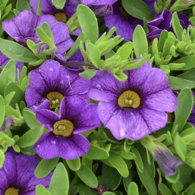 Calibrachoa calipetite blue