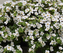 Load image into Gallery viewer, Bacopa white flowering