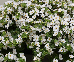 Bacopa white flowering