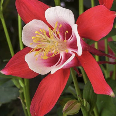 Aquilegia kirigami red and white