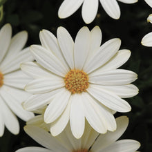 Load image into Gallery viewer, African daisy, osteospermum white lightning