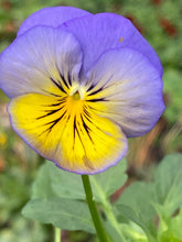 Load image into Gallery viewer, Spreading Pansy tumbles morpho