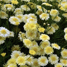 Load image into Gallery viewer, Argyranthemum angelic maise