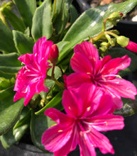 Load image into Gallery viewer, Lewisia