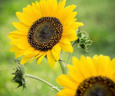 Sunflower happy face