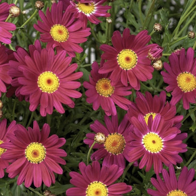 Argyranthemum angelic burgundy