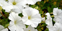 Load image into Gallery viewer, Petunia, white