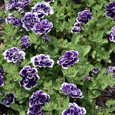 Petunia blueberries and cream