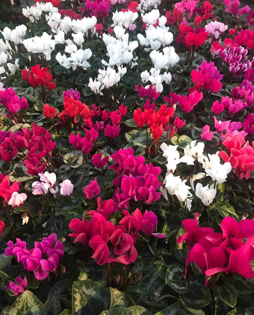 Cyclamen mixed colours