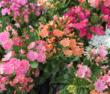 Load image into Gallery viewer, Lewisia