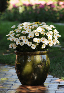 African daisy, osteospermum white lightning