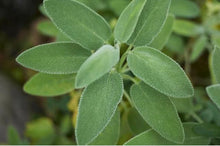 Load image into Gallery viewer, Sage vegetative