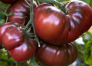 Tomato Black Russian