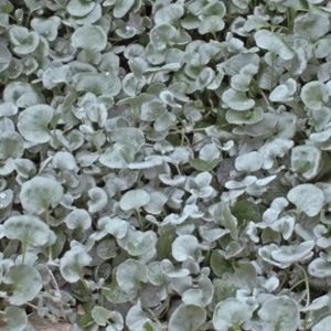 Dichondra silver falls