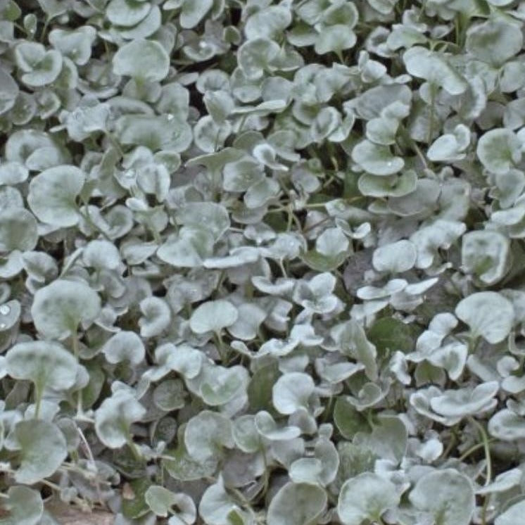 Dichondra silver falls