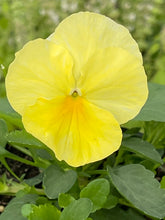 Load image into Gallery viewer, Spreading Pansy tumbles lemon