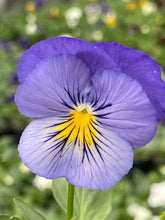 Load image into Gallery viewer, Spreading Pansy tumbles blue skies
