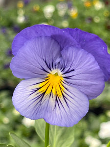 Spreading Pansy tumbles blue skies