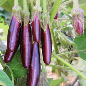 Eggplant mini lebanese