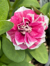 Load image into Gallery viewer, Petunia pink diamond