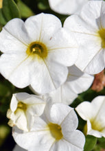 Load image into Gallery viewer, Calibrachoa calipetite  white