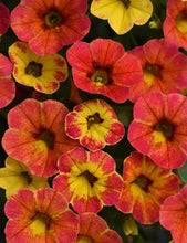 Load image into Gallery viewer, Calibrachoa diva orange