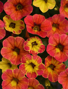 Calibrachoa diva orange