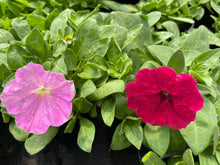 Load image into Gallery viewer, Petunia rambling mix