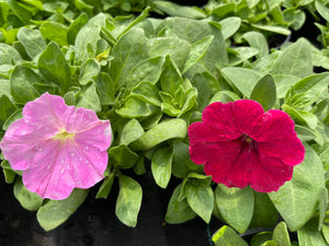 Petunia rambling mix