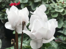 Load image into Gallery viewer, Cyclamen, white