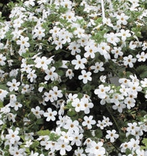 Load image into Gallery viewer, Bacopa white flowering