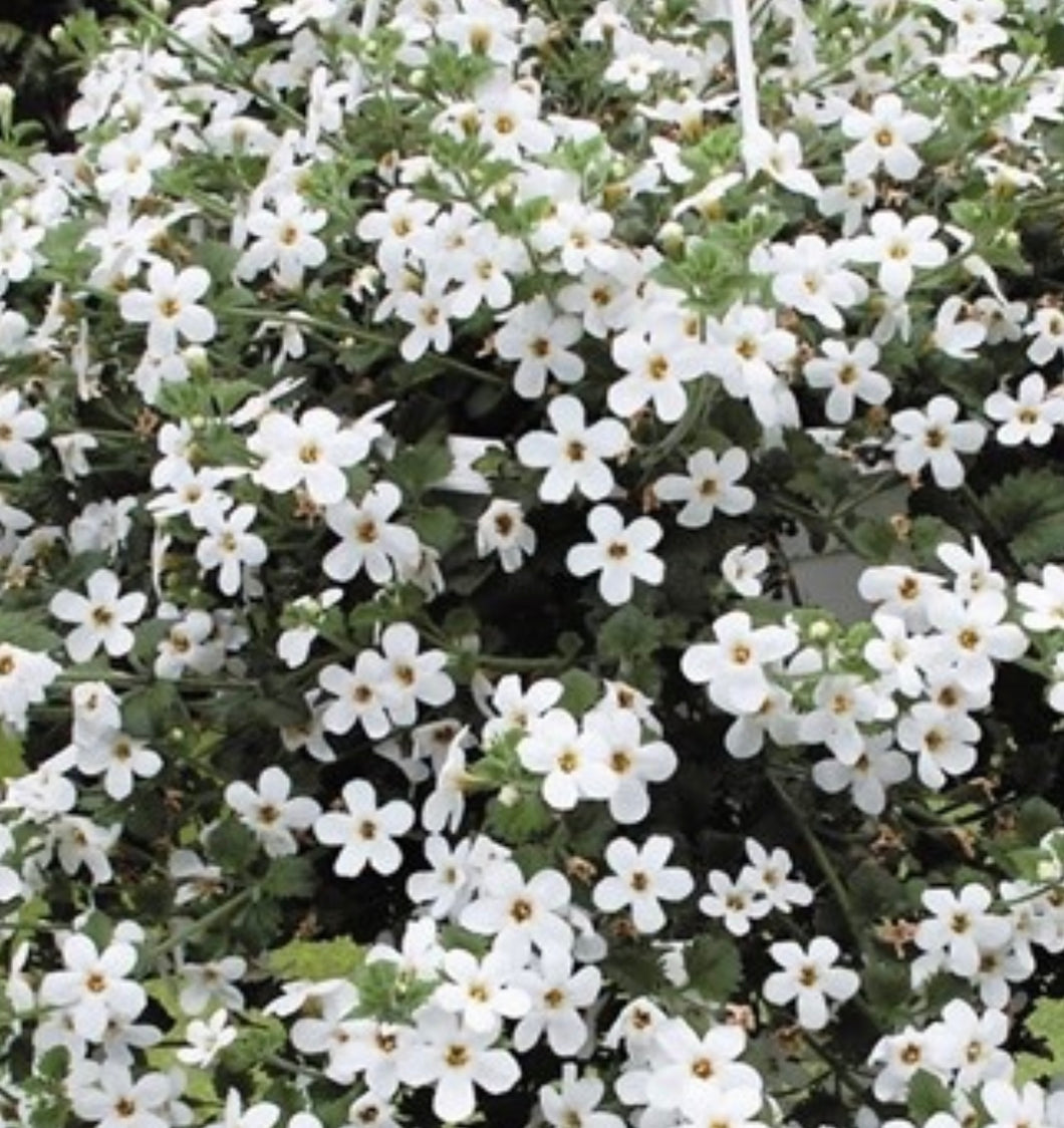 Bacopa white flowering