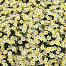 Load image into Gallery viewer, Argyranthemum angelic lemon maise