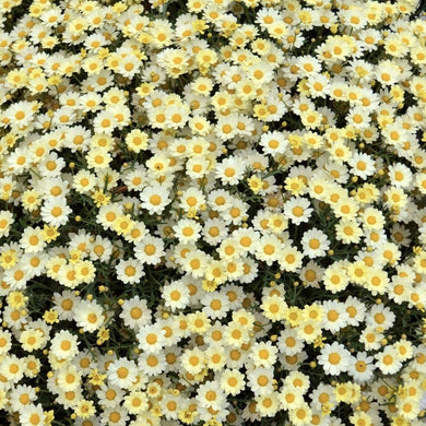 Argyranthemum angelic lemon maise