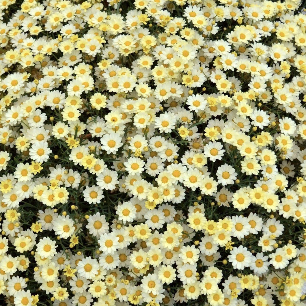 Argyranthemum angelic lemon maise
