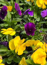 Load image into Gallery viewer, Viola colourmax royal mix